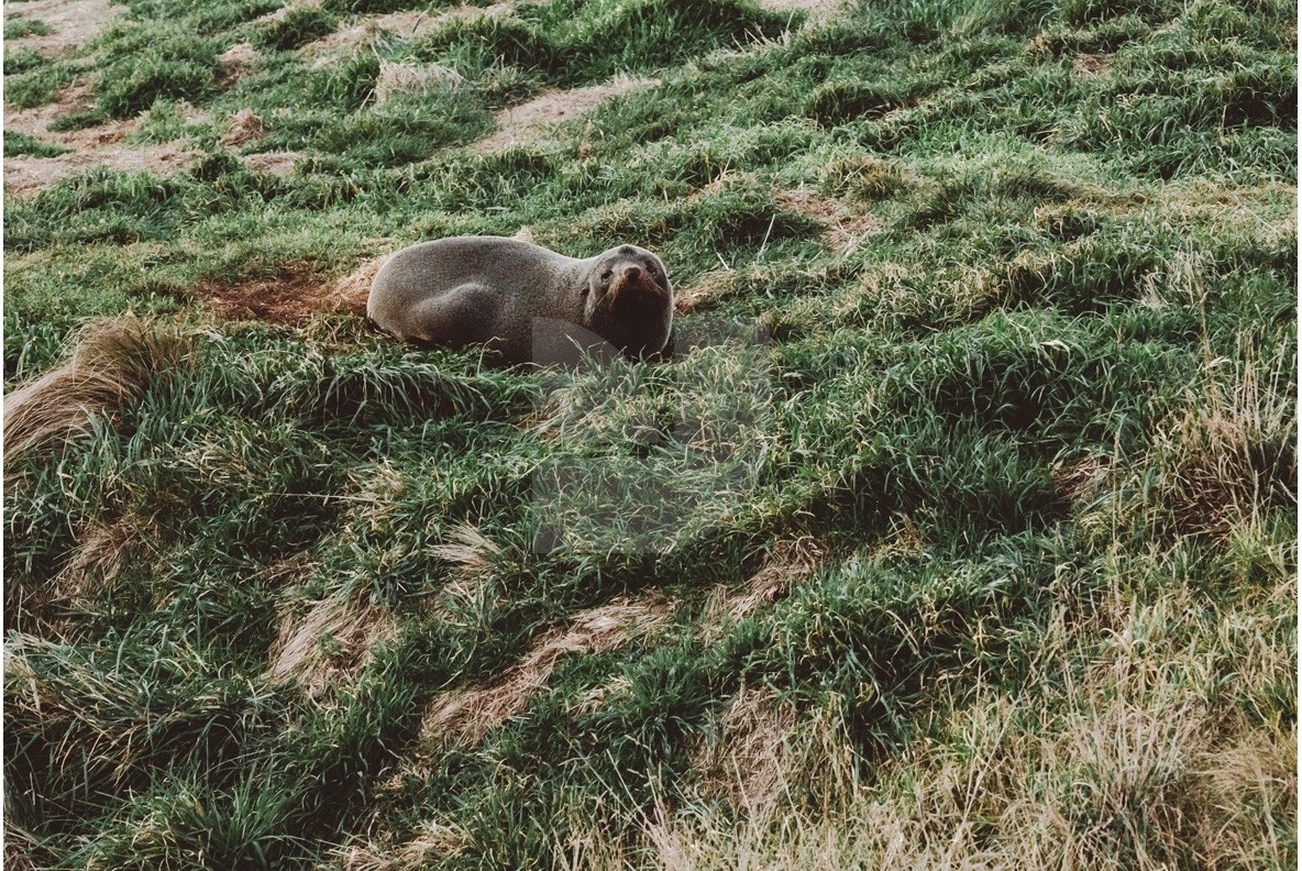 Adventure NZ Animals Adventure NZ Animals