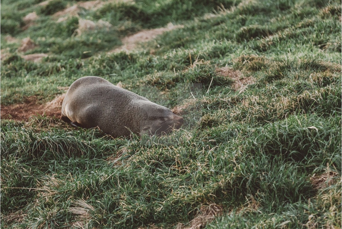 Adventure NZ Animals Adventure NZ Animals