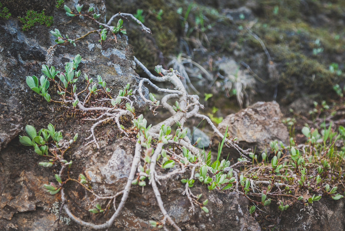 Iceland Terrain 06 4