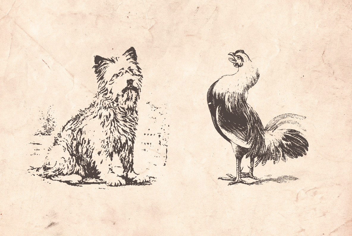 Vintage Animal Farm Illustrations Vintage Animal Farm Illustrations