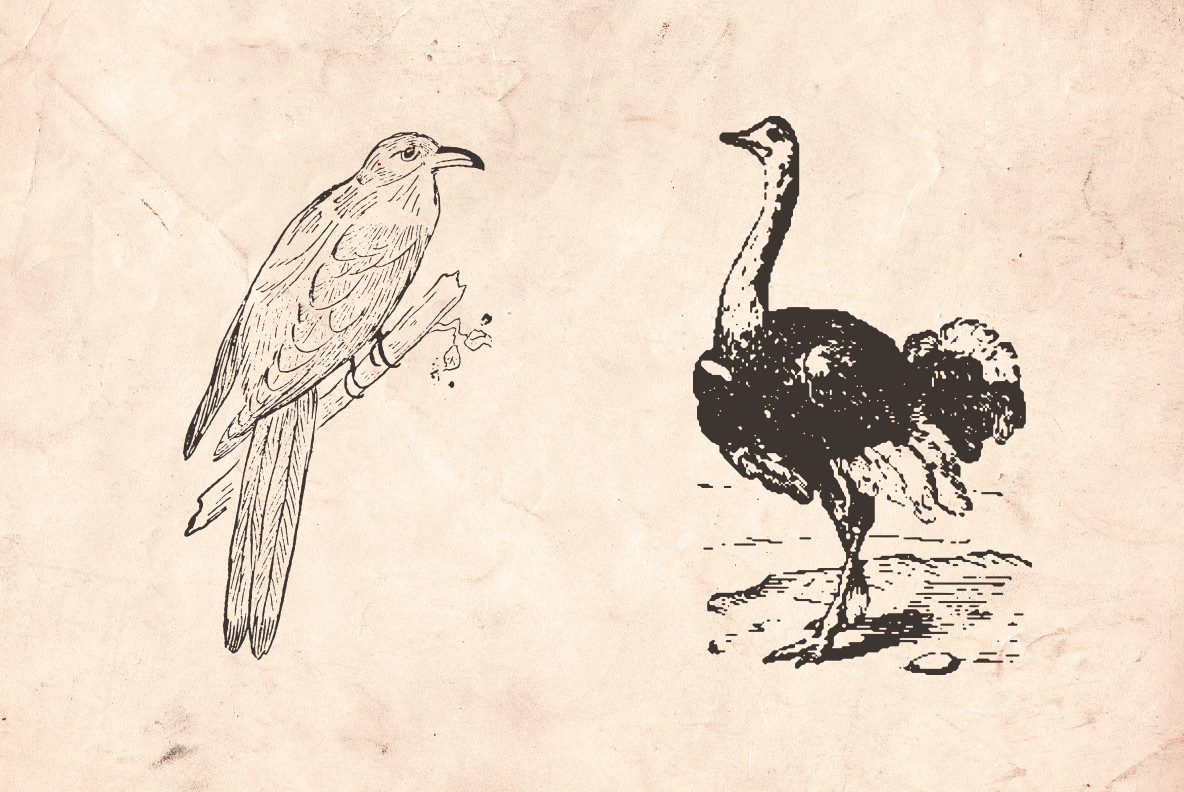 Vintage Animal Farm Illustrations Vintage Animal Farm Illustrations