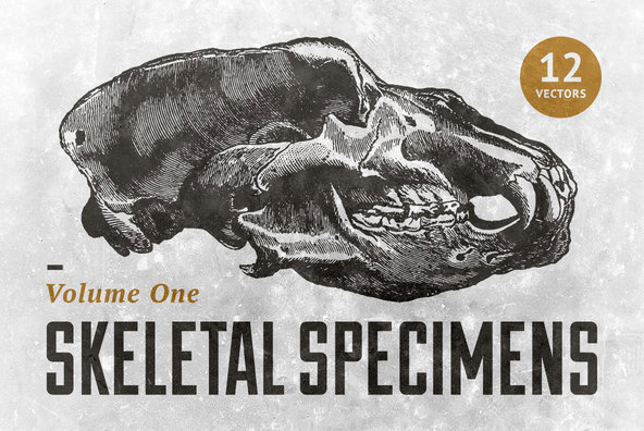 Skeletal Specimens Vol 1 Graphics Youworkforthem Skeletal Specimens Vol 1 Graphics Youworkforthem
