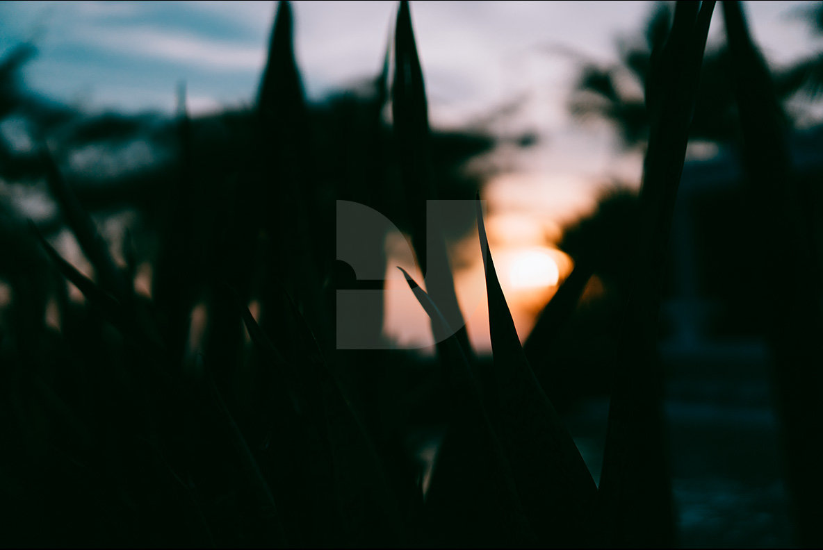 Beach Botanicals Beach Botanicals