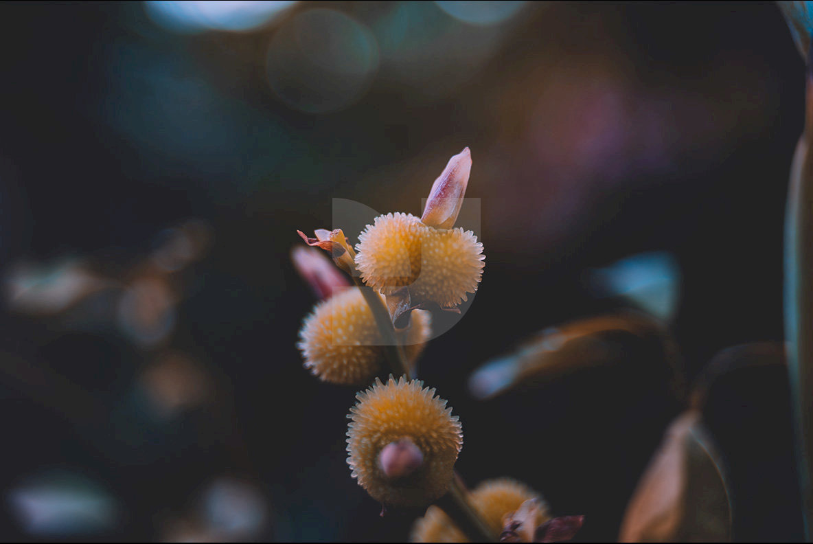 Abstract Botanicals 2