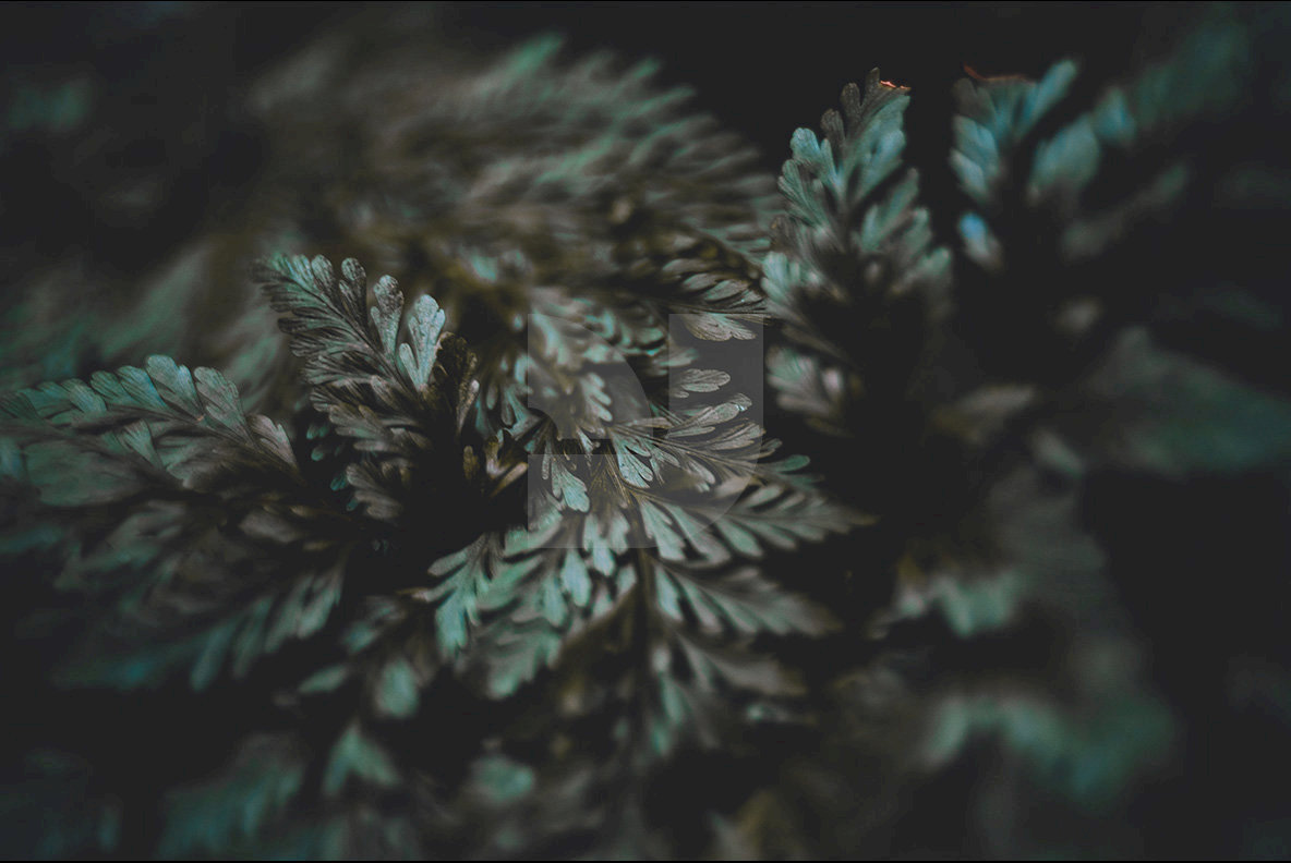 Abstract Botanicals 3