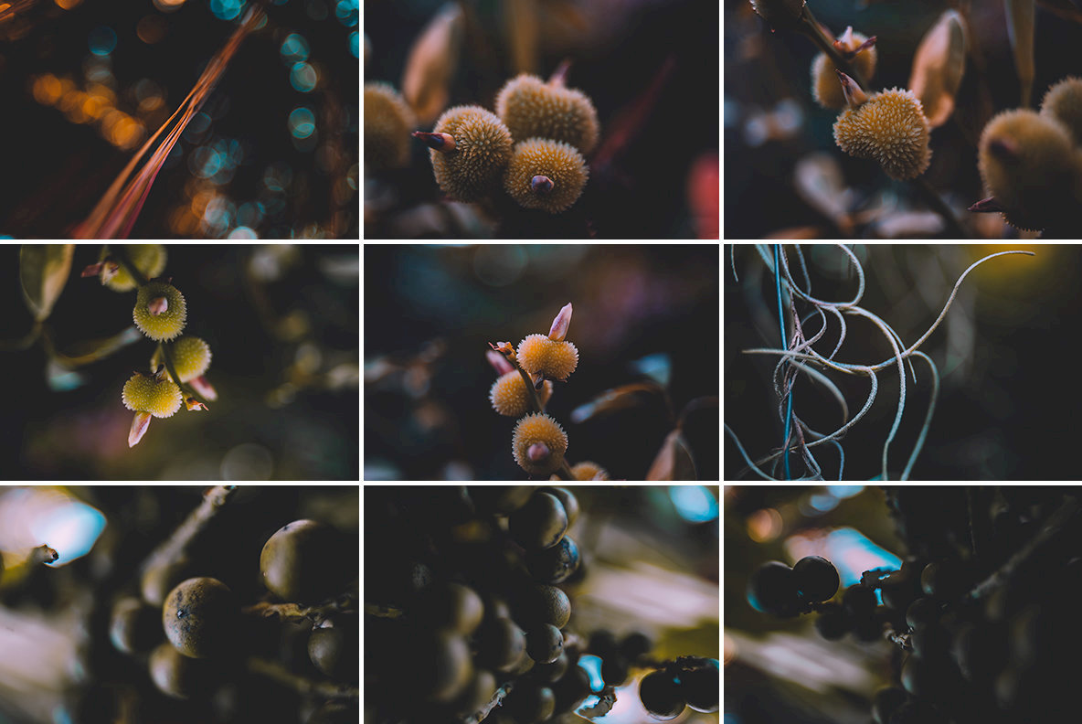 Abstract Botanicals 4