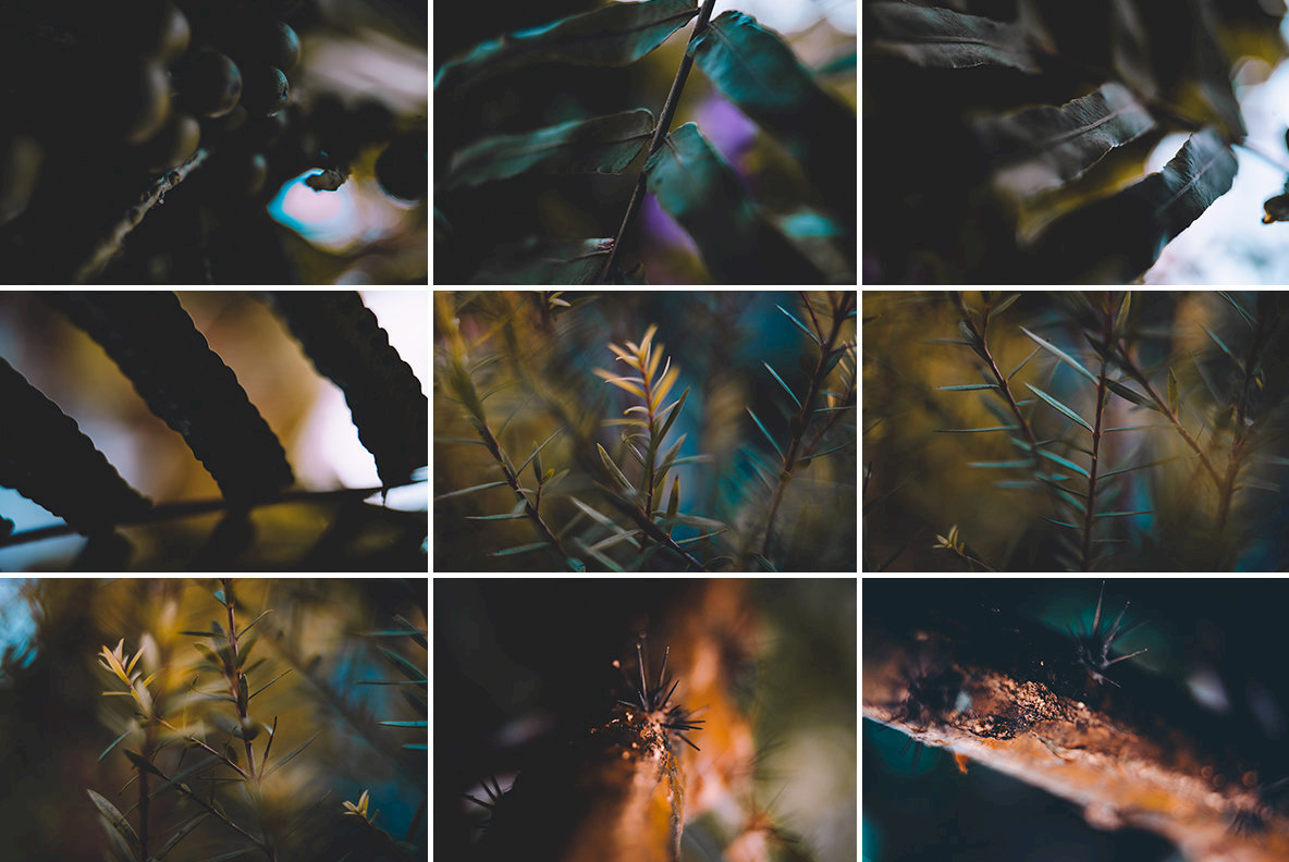 Abstract Botanicals 5