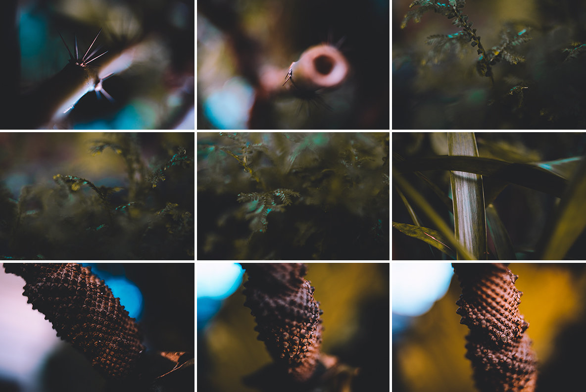 Abstract Botanicals 6