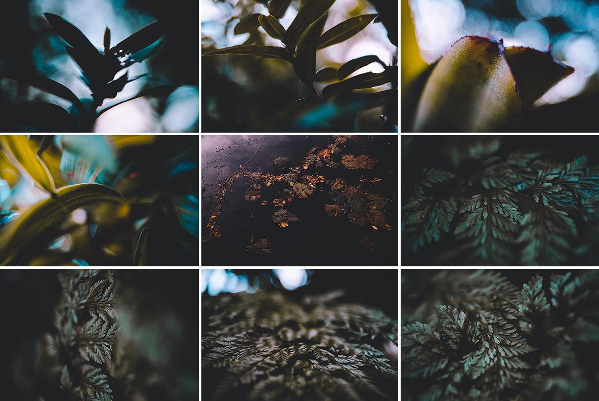 Abstract Botanicals 7
