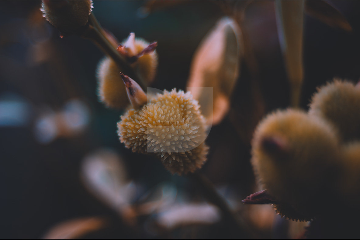 Abstract Botanicals 8