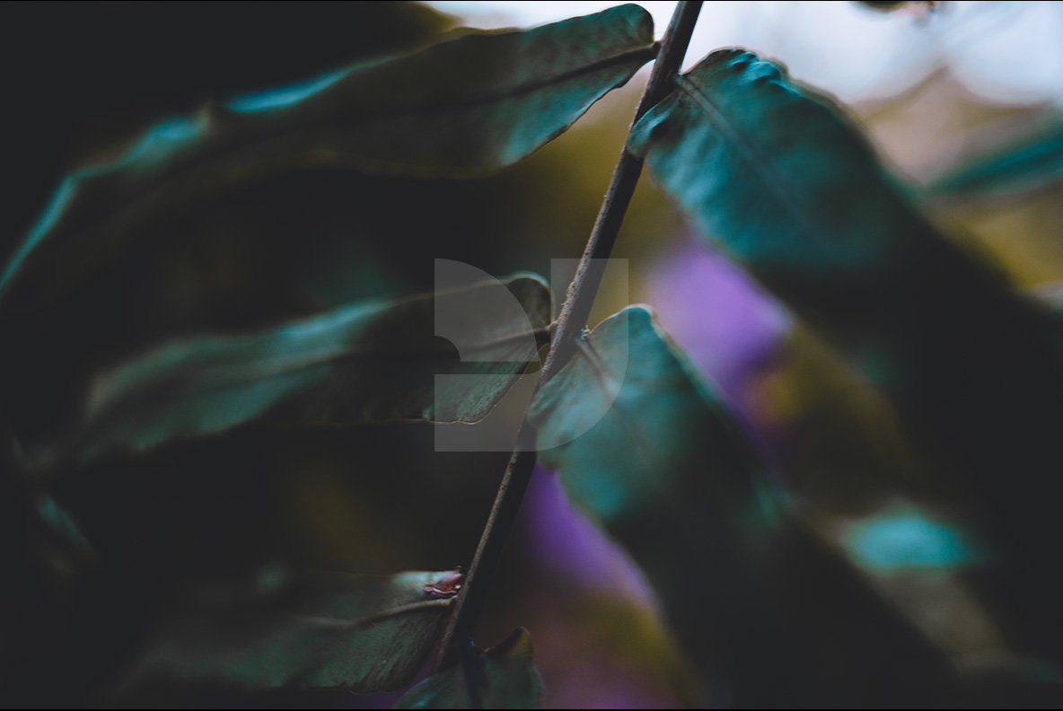 Abstract Botanicals 9