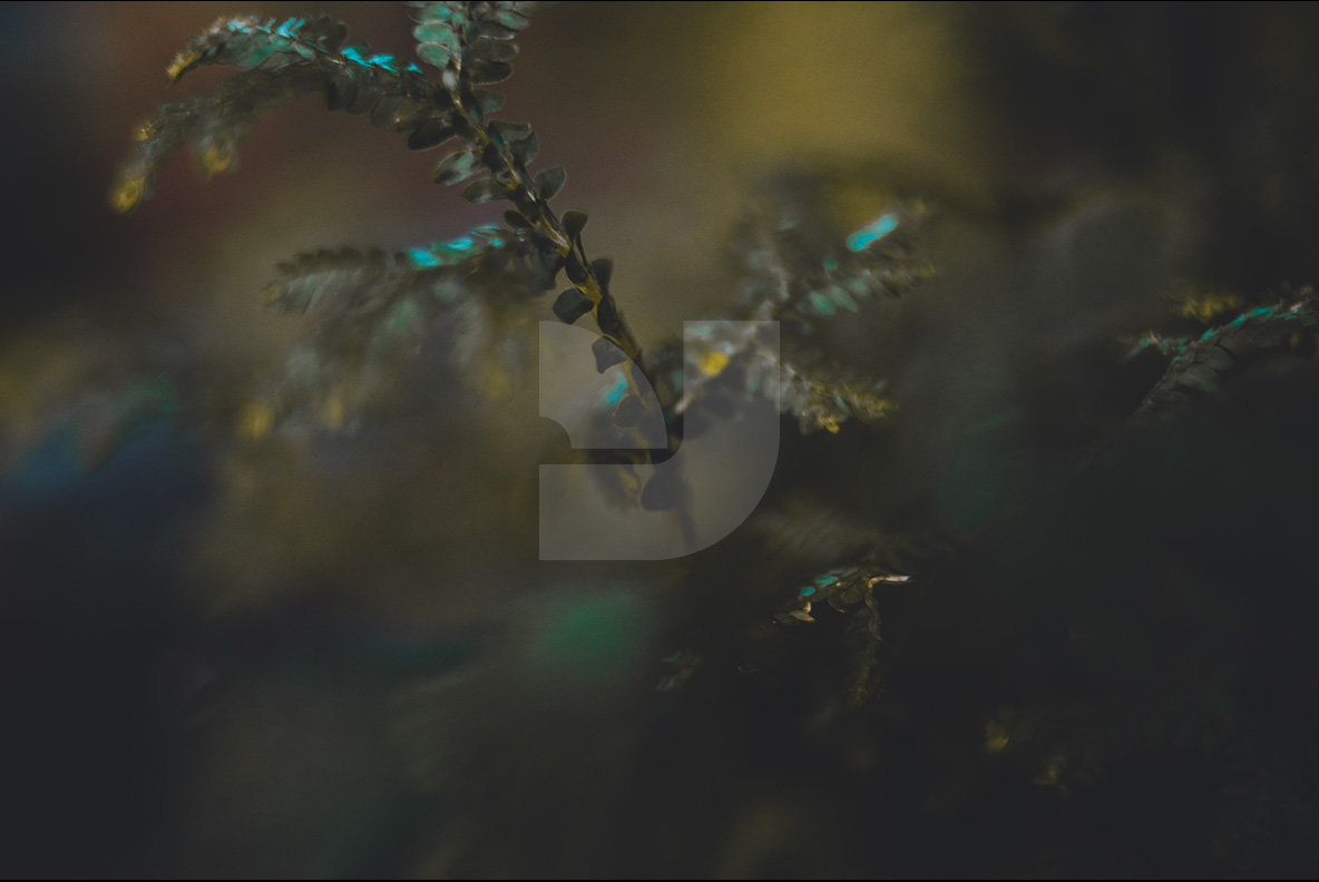 Abstract Botanicals 10