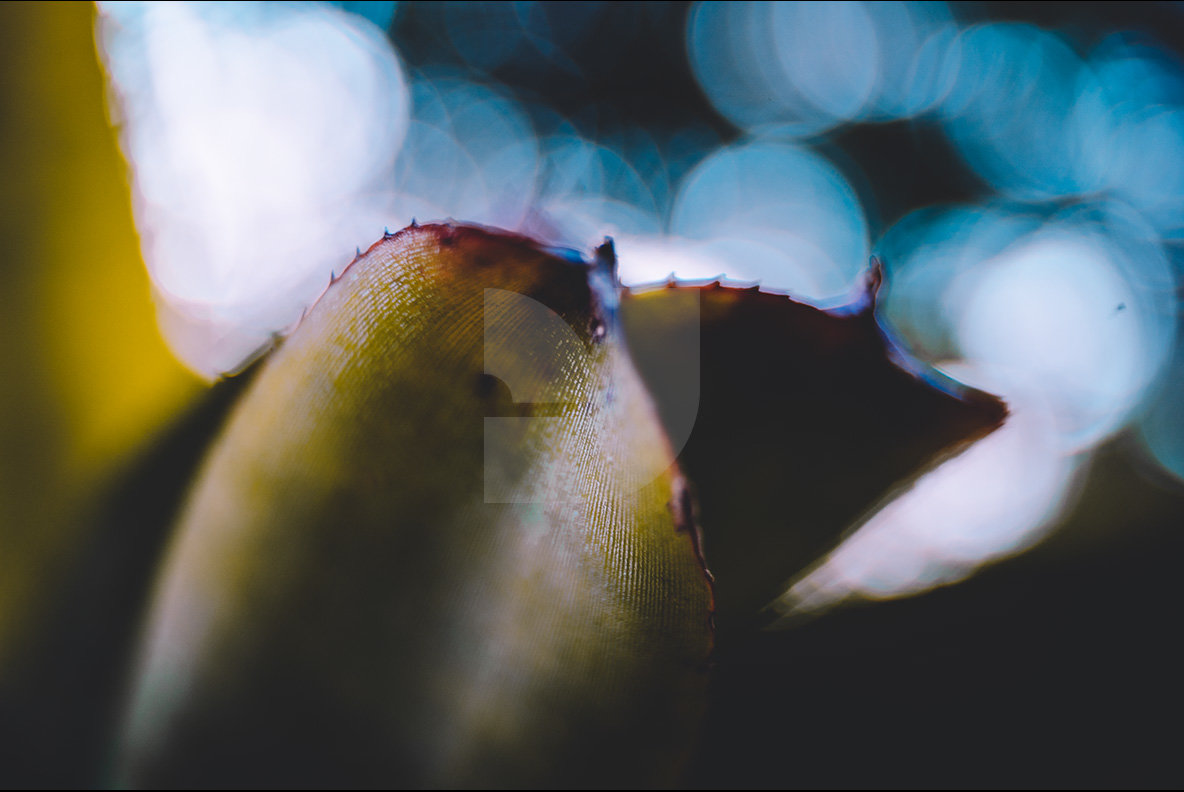 Abstract Botanicals 11