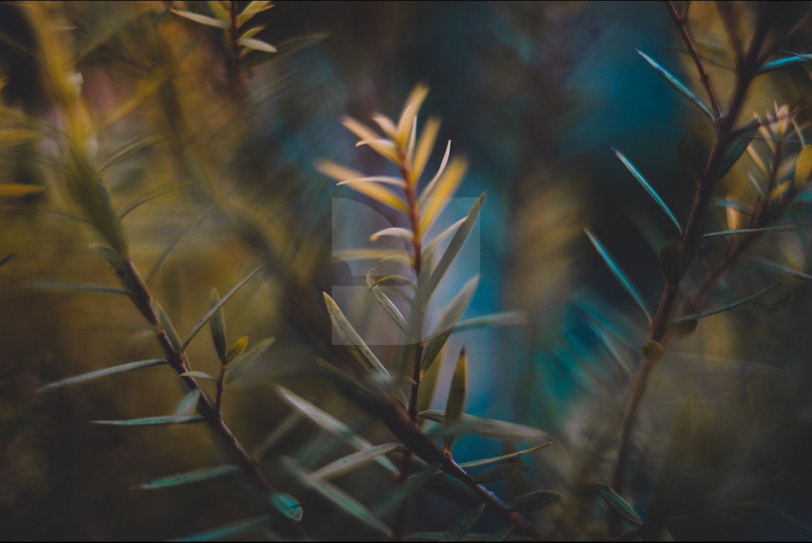 Abstract Botanicals 13