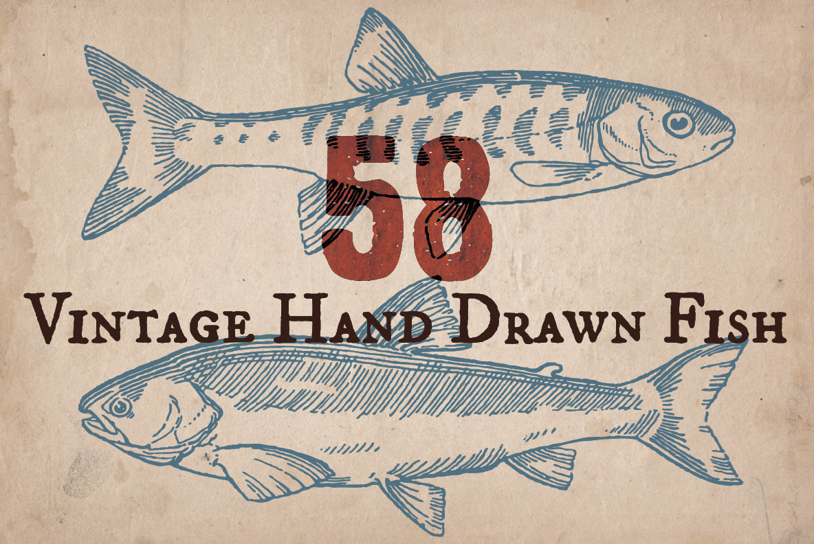 Vintage Hand Drawn Fish Vintage Hand Drawn Fish