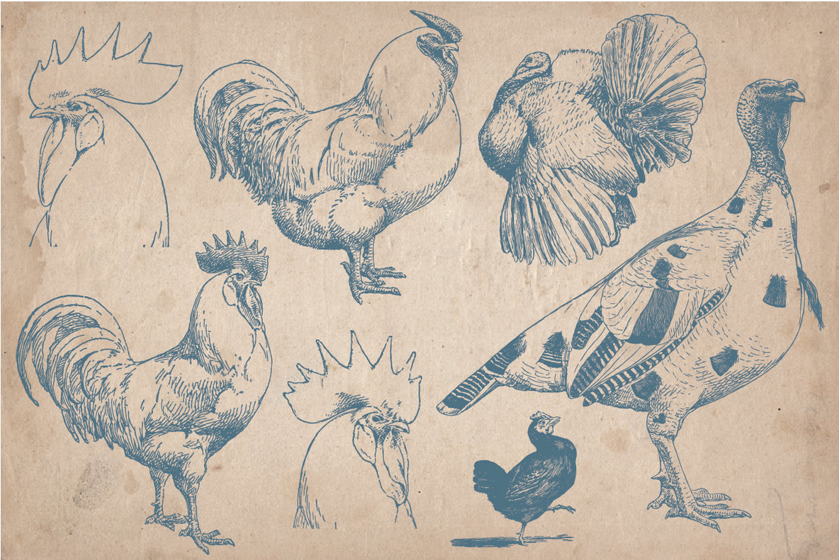 40 Vintage Farm Animals 5
