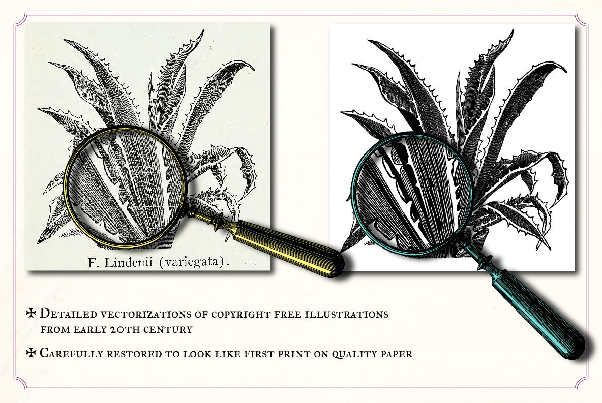 Vintage Cacti and Succulents 2