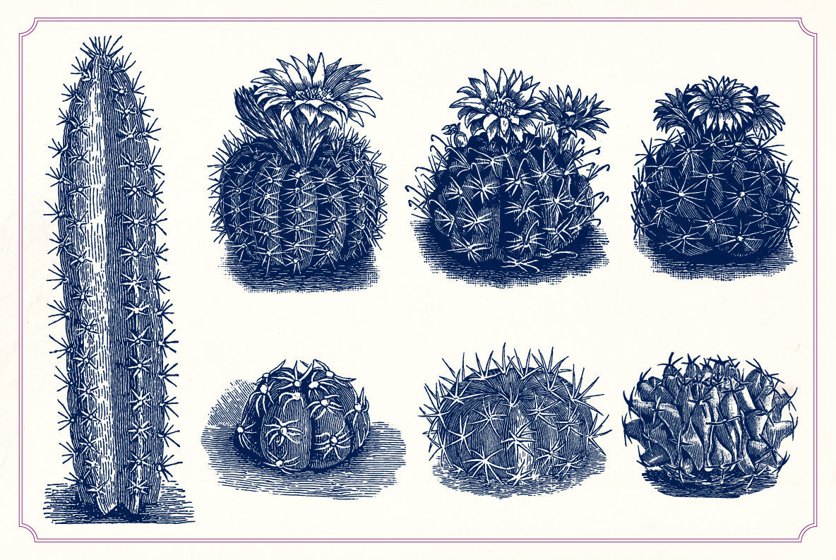 Vintage Cacti and Succulents 3