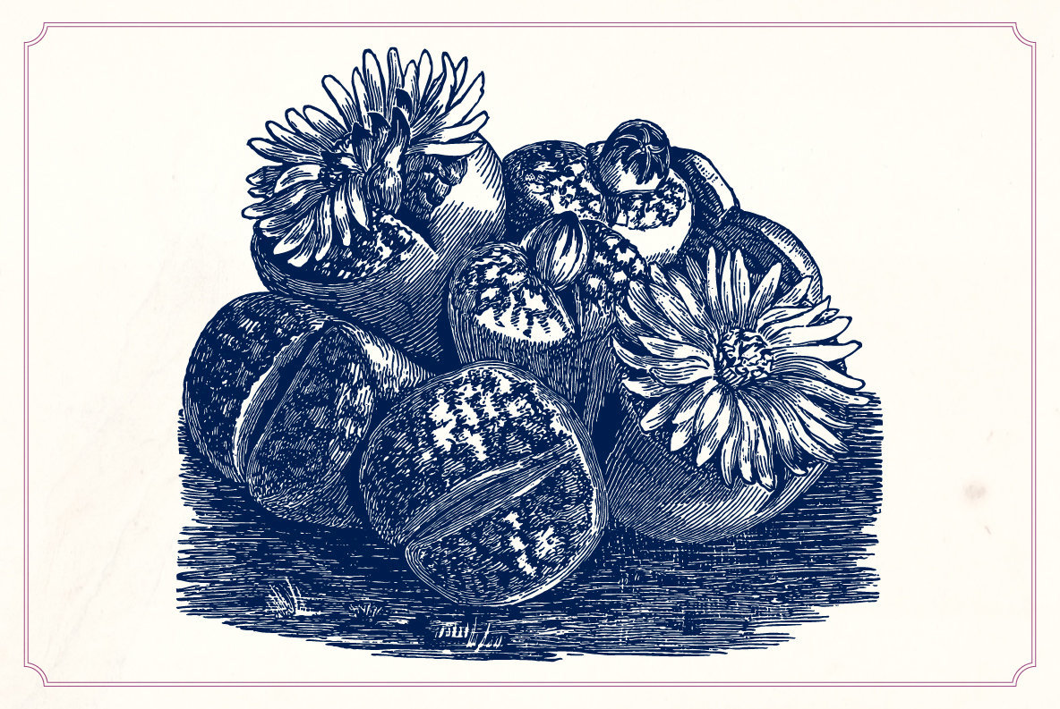 Vintage Cacti and Succulents 4