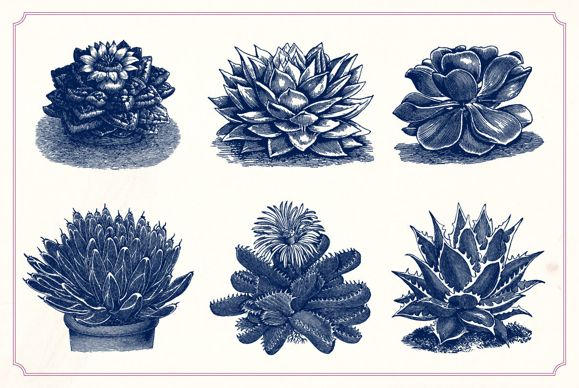 Vintage Cacti and Succulents 5