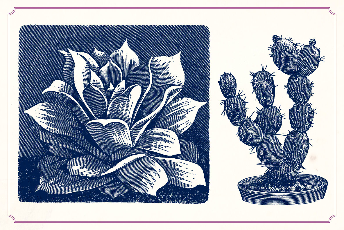 Vintage Cacti and Succulents 6