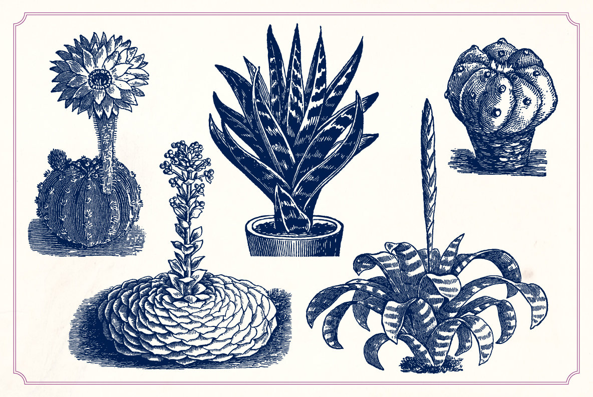 Vintage Cacti and Succulents 8