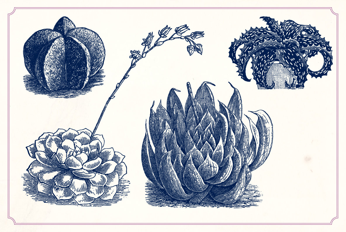 Vintage Cacti and Succulents 9