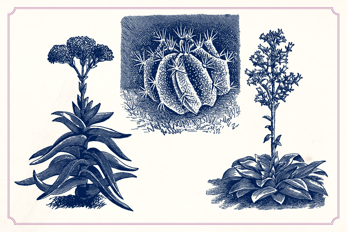 Vintage Cacti and Succulents 10