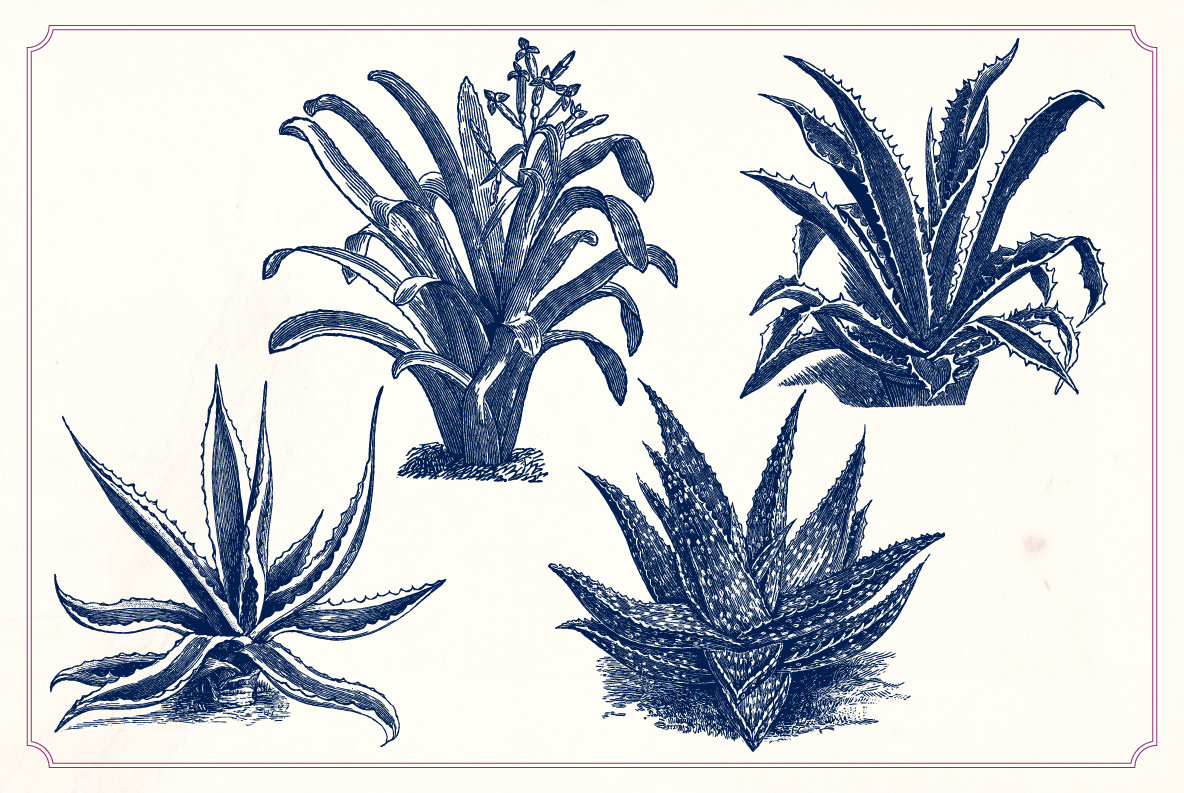 Vintage Cacti and Succulents 11