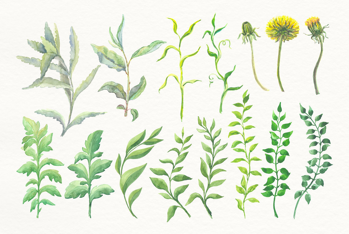 88 Watercolor Floral Set 88 Watercolor Floral Set