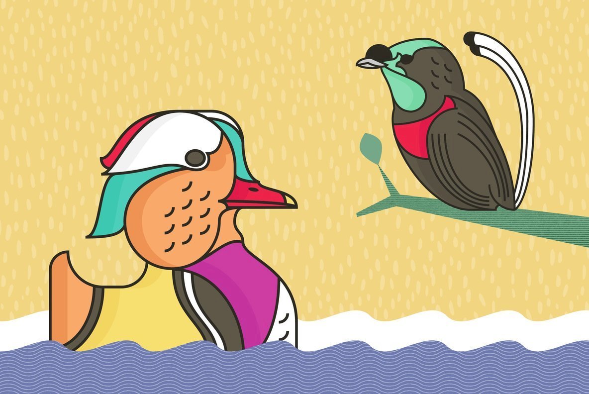Birds Birds