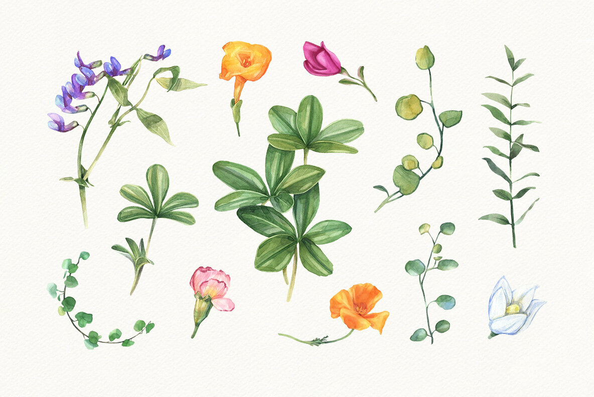 Summer Bloom Watercolor Set 5