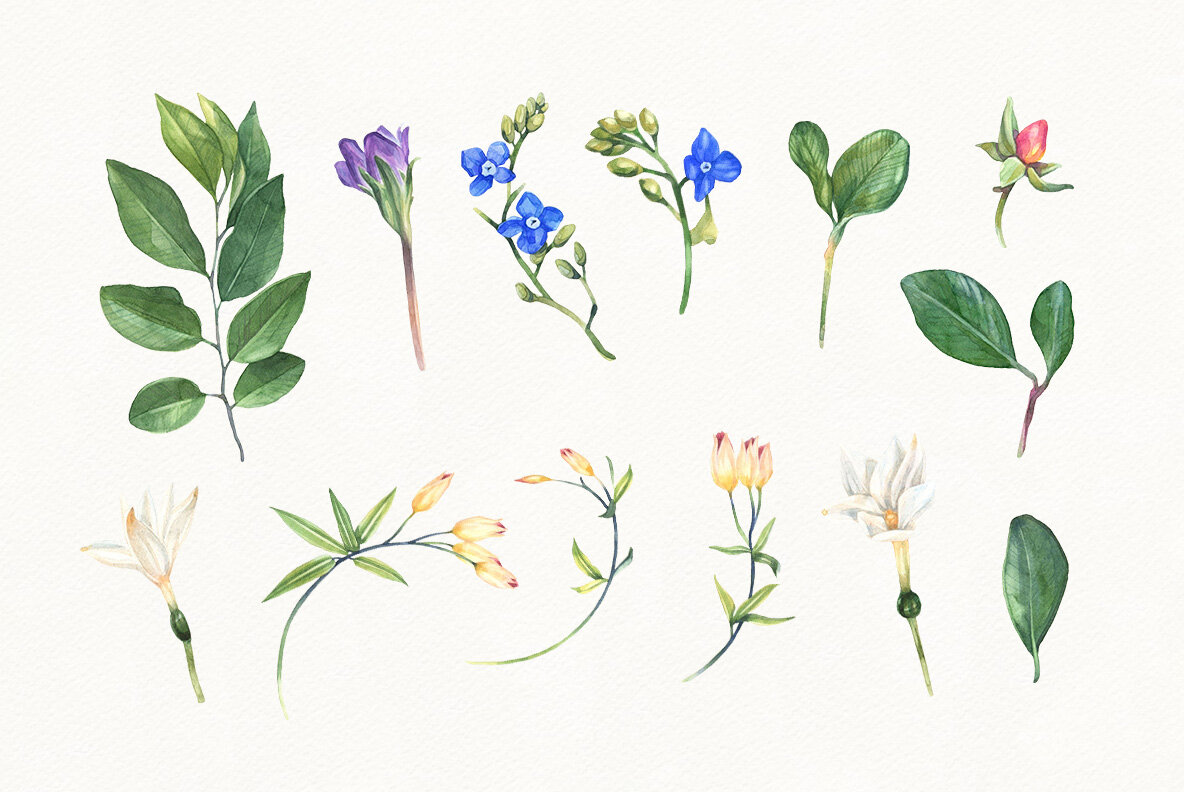 Summer Bloom Watercolor Set 7