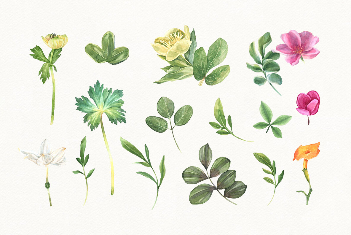 Summer Bloom Watercolor Set 8