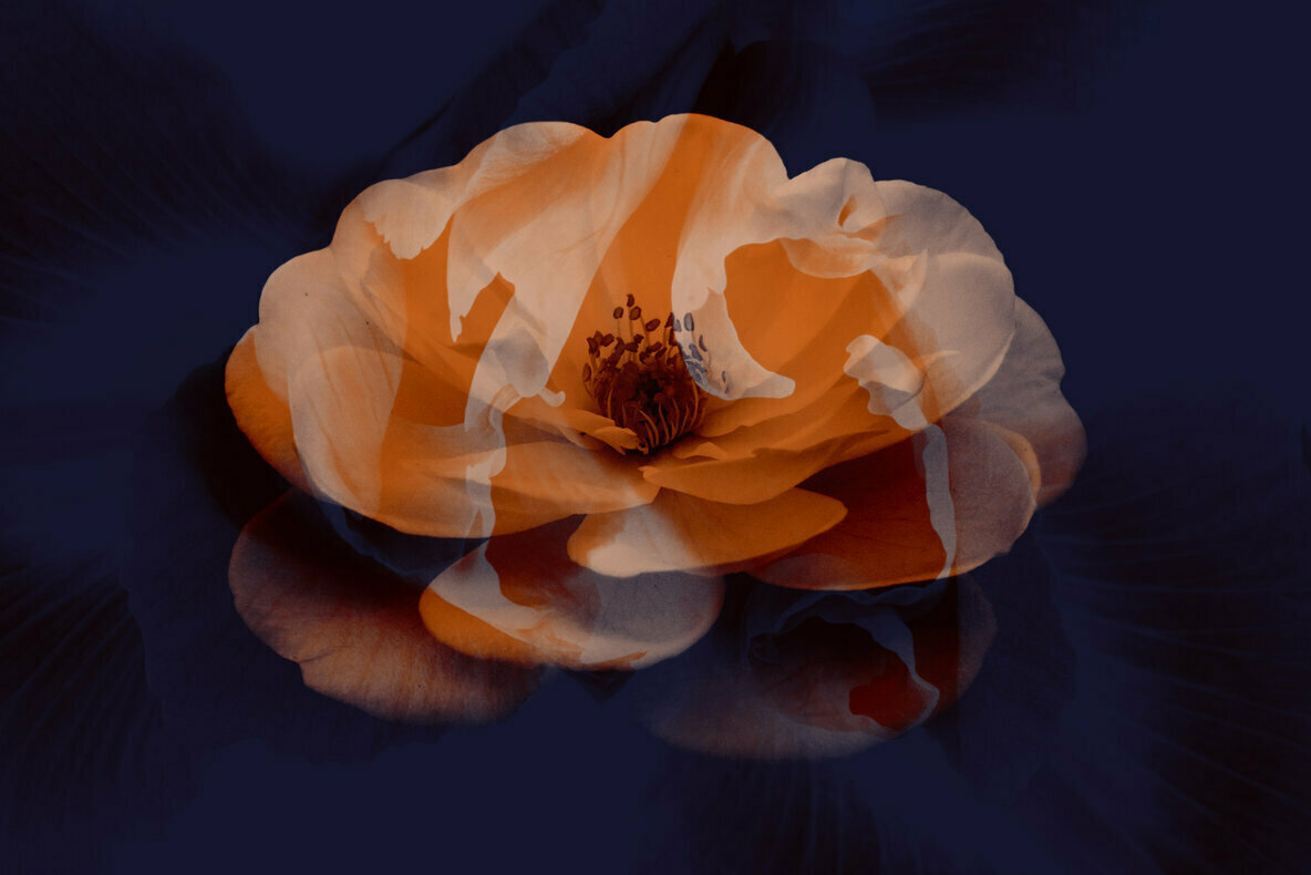 Elegant Flower Brushes for Photoshop Elegant Flower Brushes for Photoshop