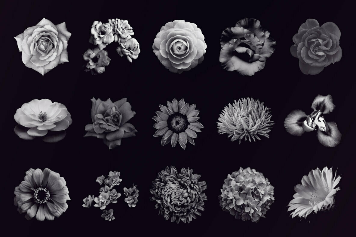 Elegant Flower Brushes for Photoshop Elegant Flower Brushes for Photoshop