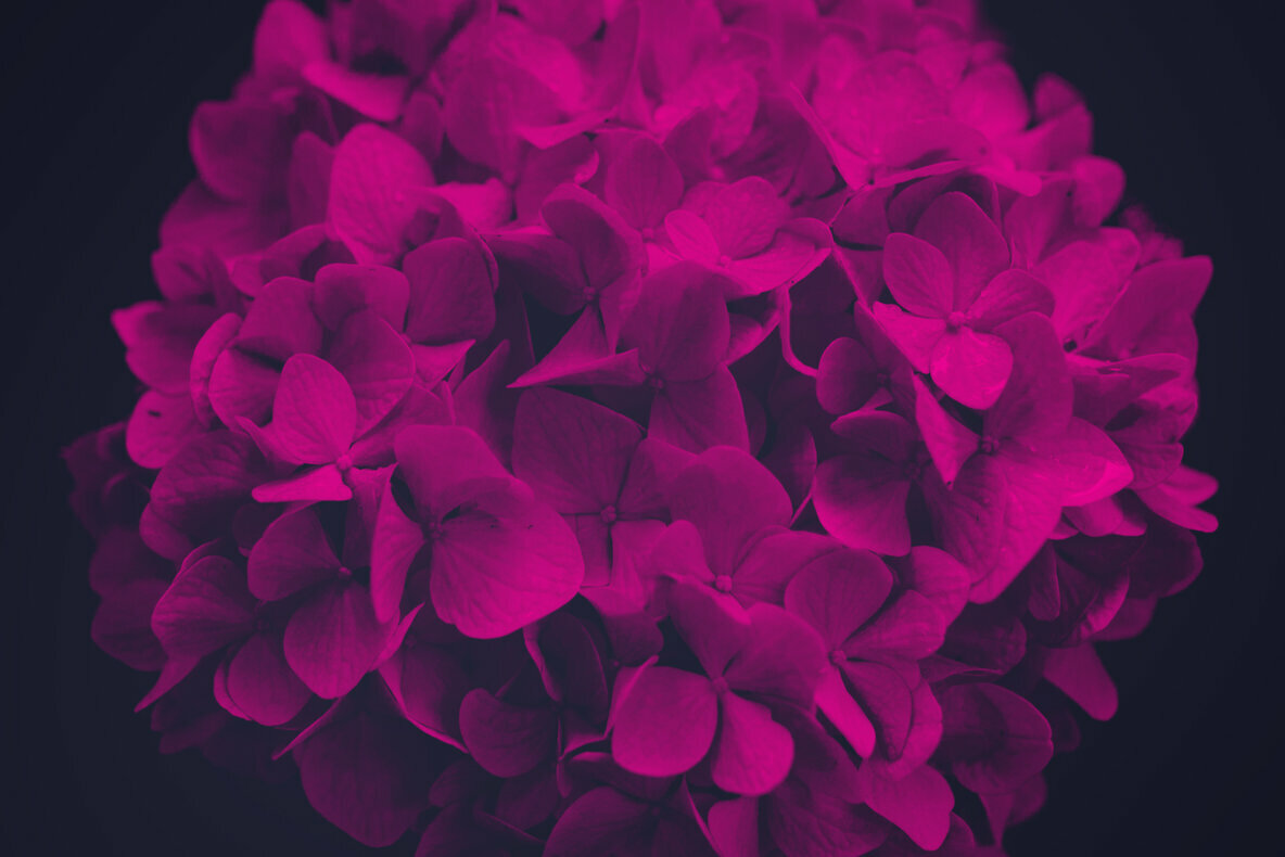 Elegant Flower Brushes for Photoshop Elegant Flower Brushes for Photoshop