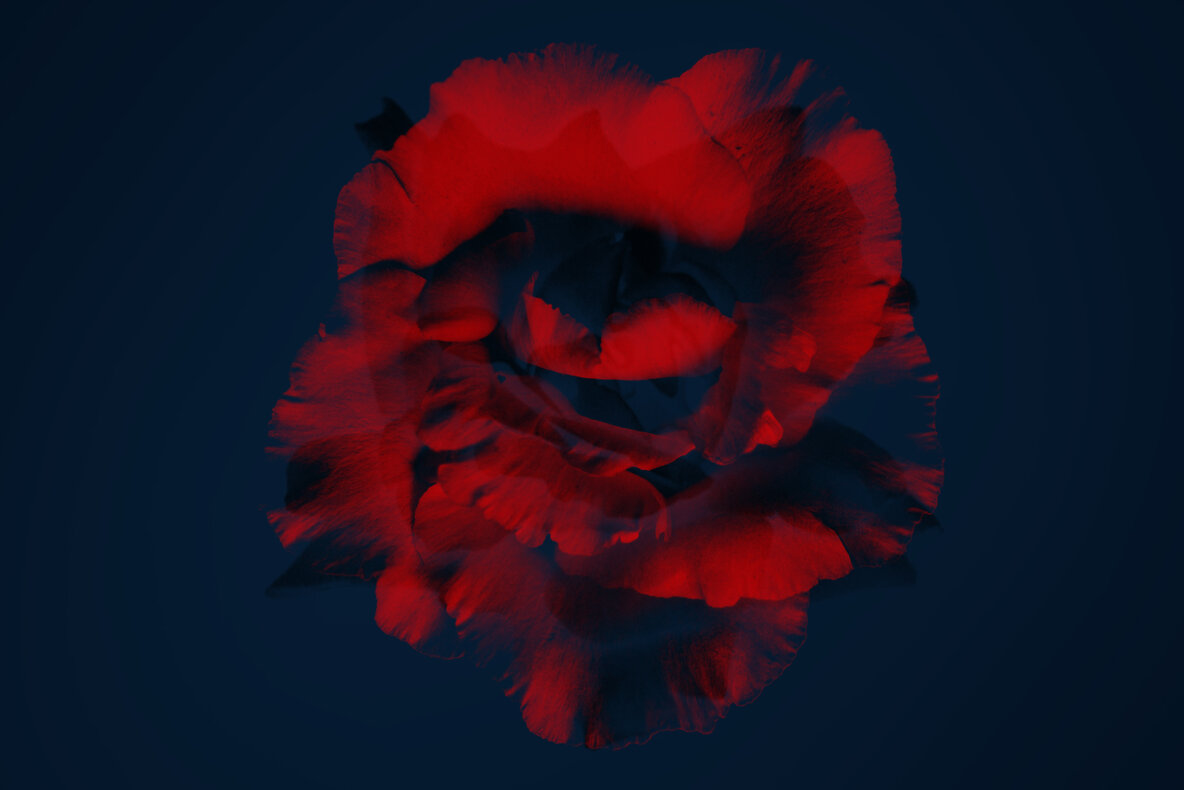 Elegant Flower Brushes for Photoshop Elegant Flower Brushes for Photoshop