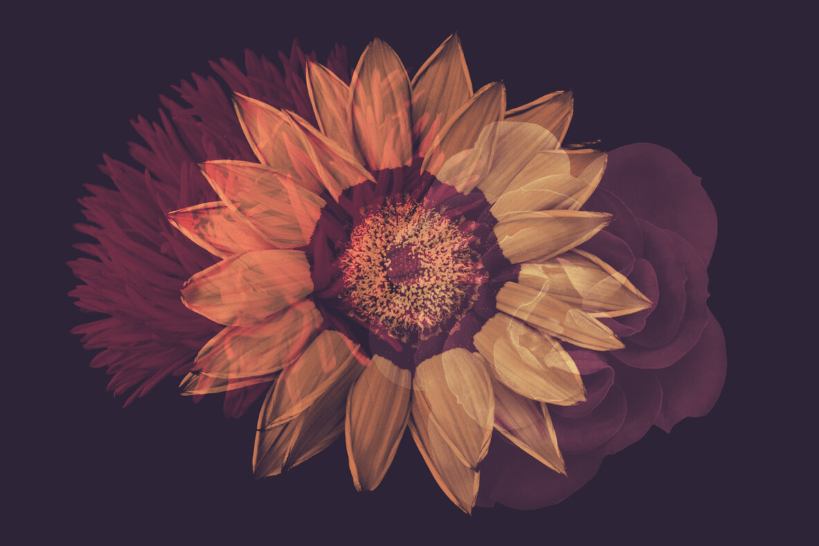 Elegant Flower Brushes for Photoshop Elegant Flower Brushes for Photoshop