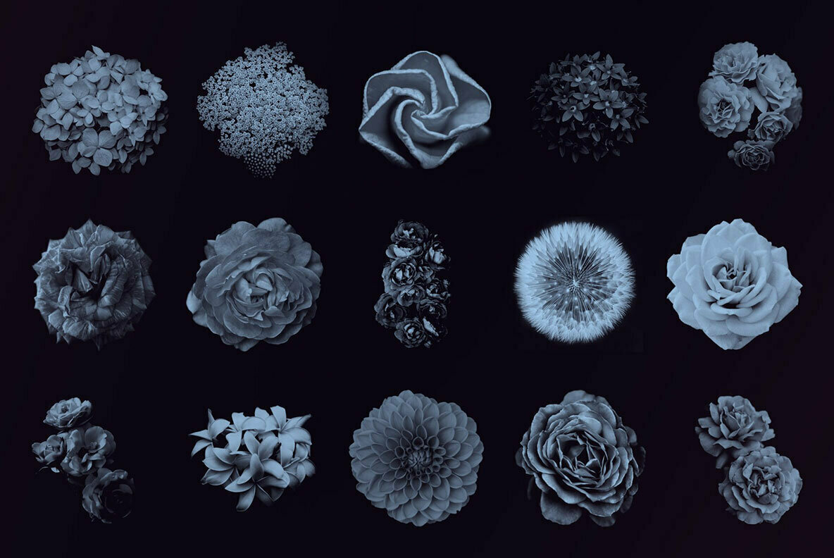 Elegant Floral Brushes for Photoshop Elegant Floral Brushes for Photoshop