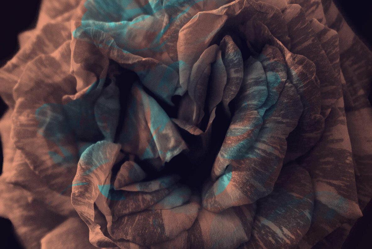 Elegant Floral Brushes for Photoshop Elegant Floral Brushes for Photoshop