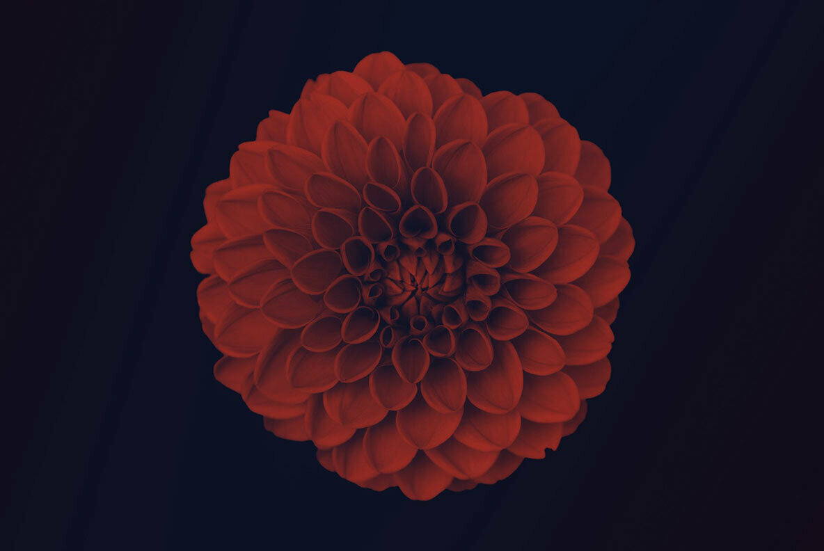 Elegant Floral Brushes for Photoshop Elegant Floral Brushes for Photoshop