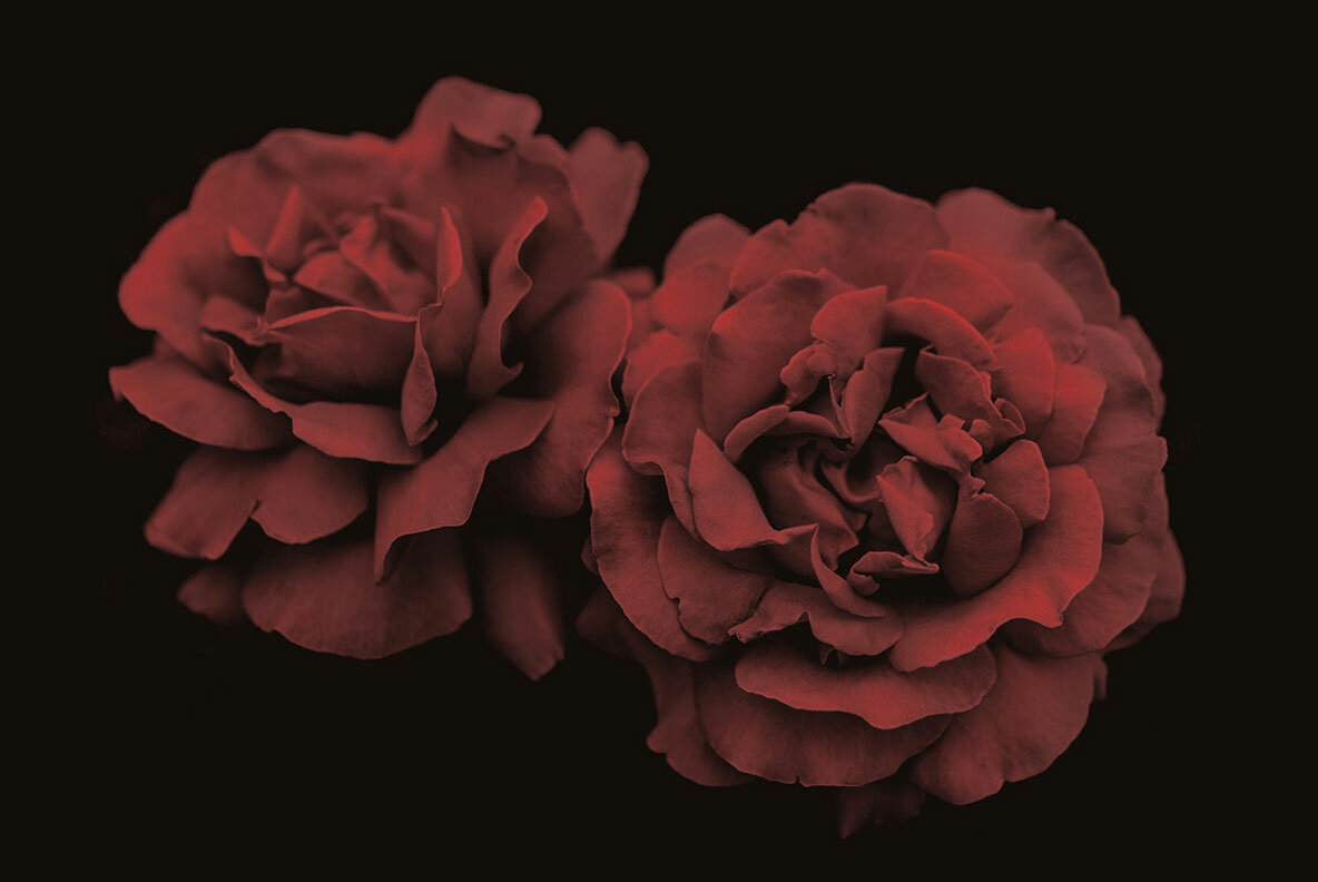 Elegant Floral Brushes for Photoshop Elegant Floral Brushes for Photoshop