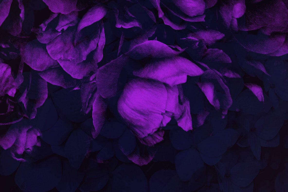 Elegant Floral Brushes for Photoshop Elegant Floral Brushes for Photoshop