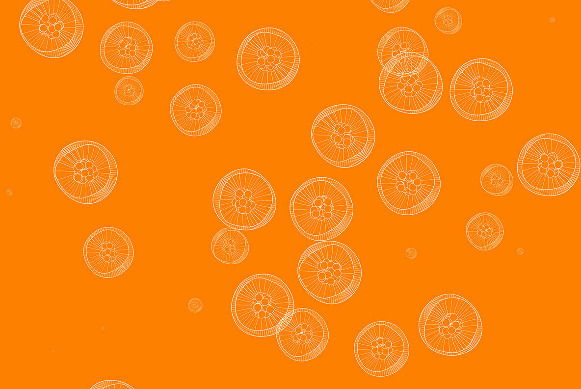 Jellyfish Backgrounds Jellyfish Backgrounds