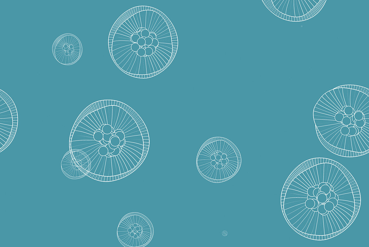 Jellyfish Backgrounds Jellyfish Backgrounds
