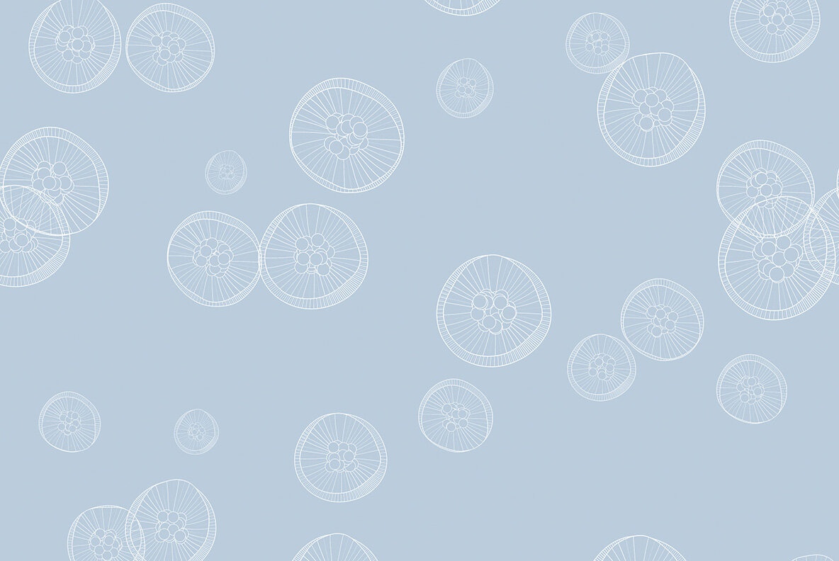 Jellyfish Backgrounds Jellyfish Backgrounds