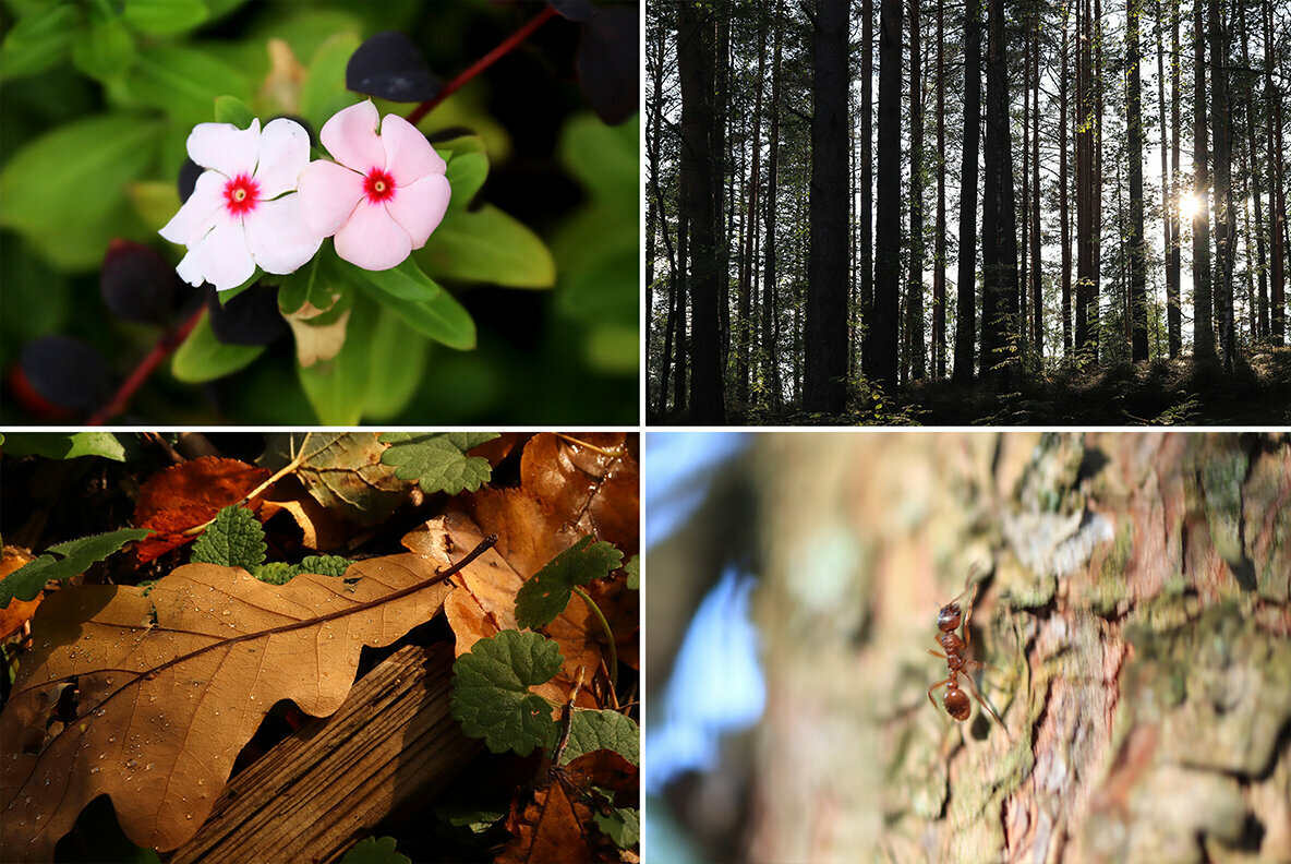 50 Floral Macro Backgrounds 50 Floral Macro Backgrounds