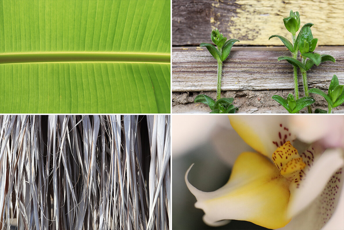 50 Floral Macro Backgrounds 50 Floral Macro Backgrounds