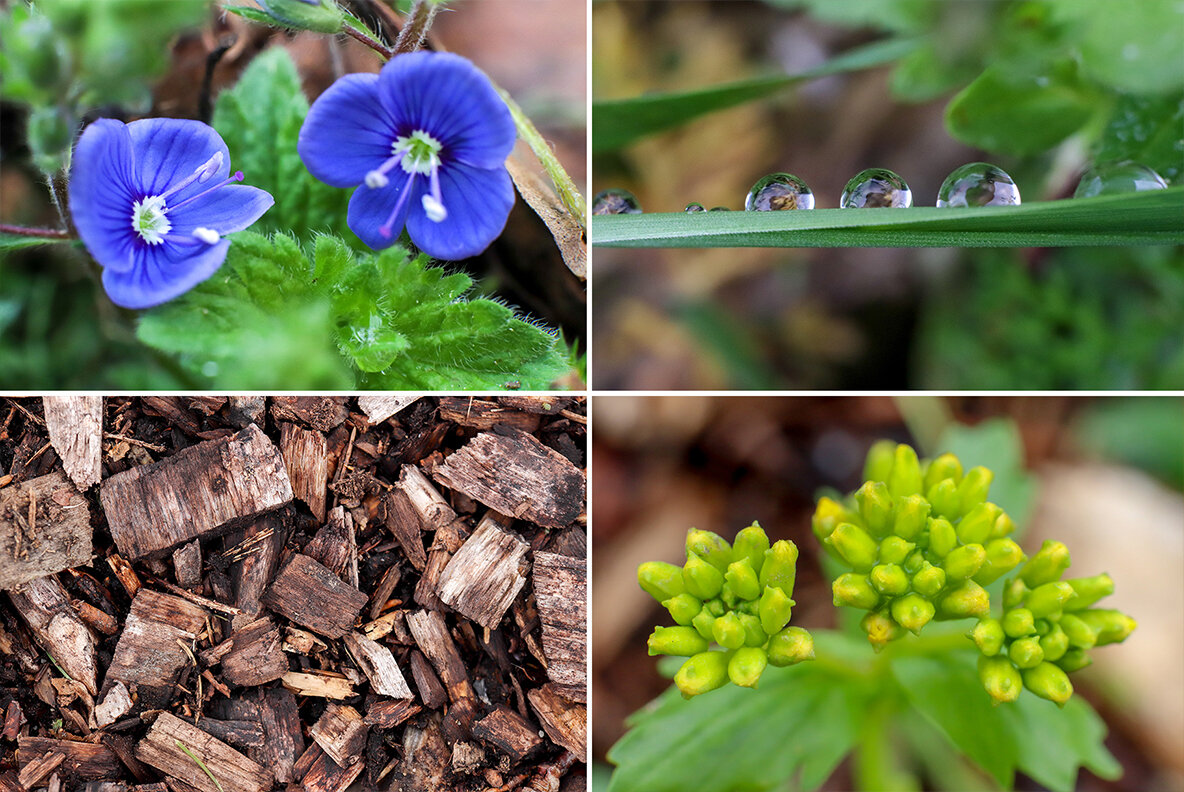 50 Floral Macro Backgrounds 50 Floral Macro Backgrounds